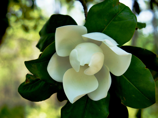 Magnolia Flower Print