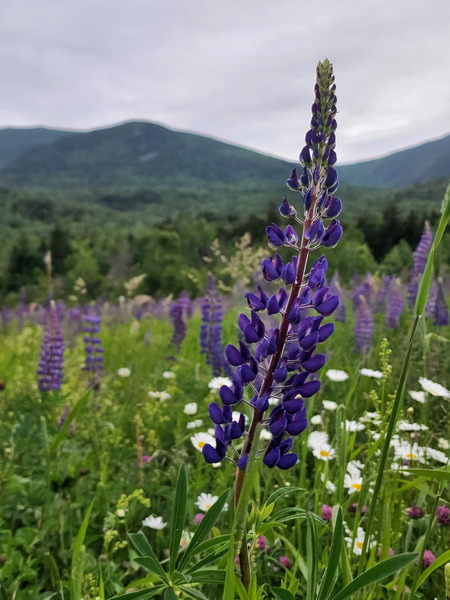 White Mountain Lupines Print