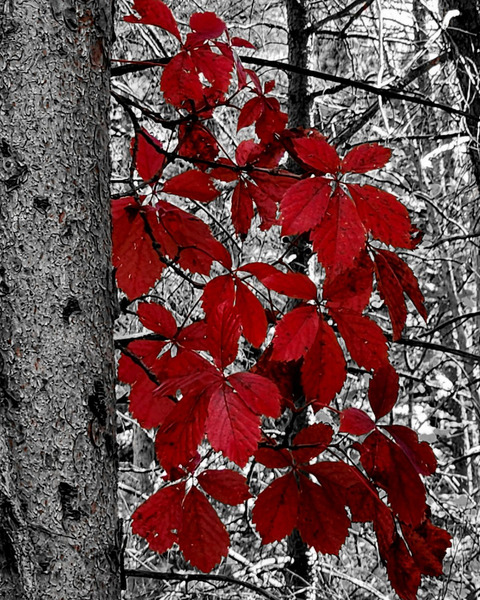 Virginia Creeper  Print