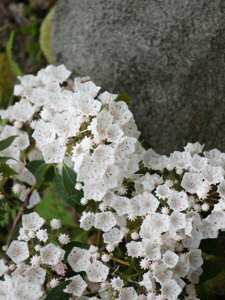White Mountain Laurel Print