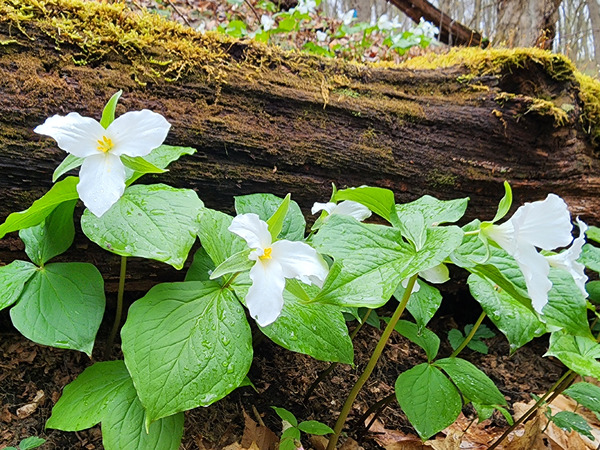 White Trillium Line Print