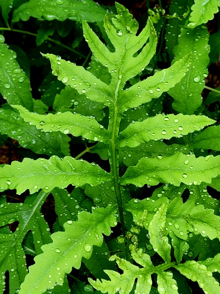 Sensitive Fern Print