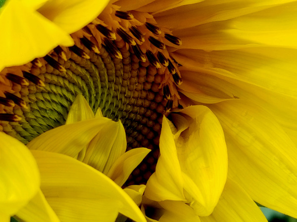 Unfurling Sunflower Print