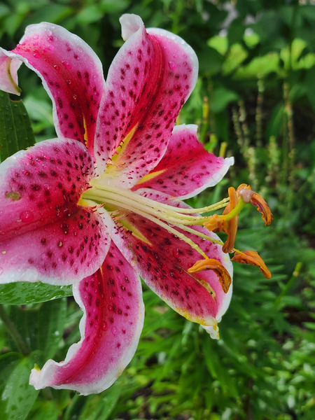 Stargazer Lily Print