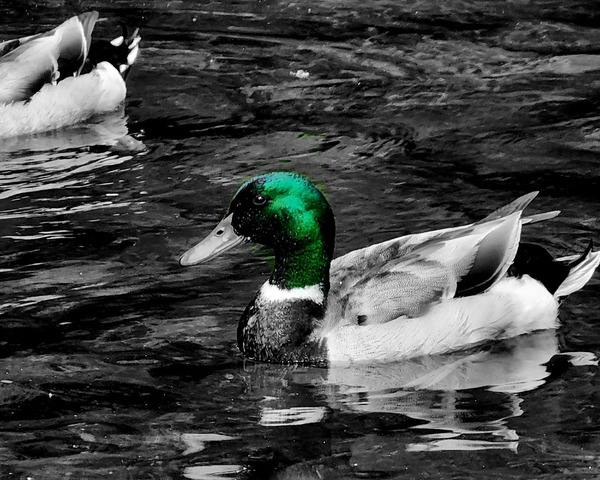 Mallard Duck  Print