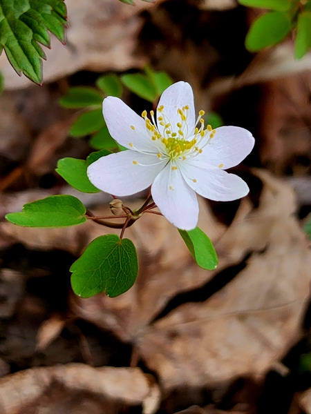 Rue Anemone Print