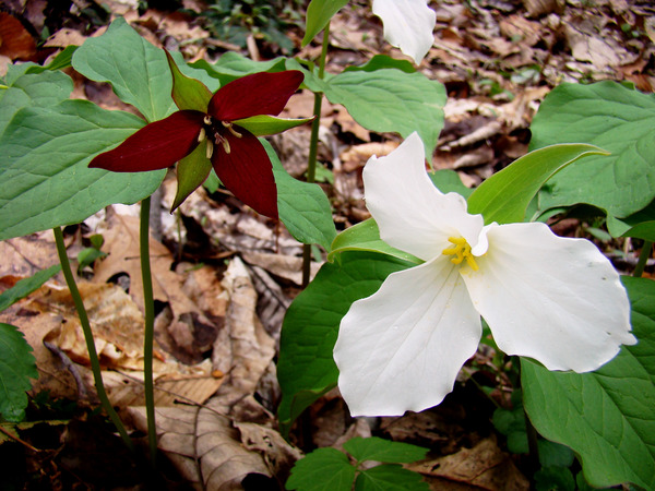 Trillium Print