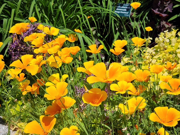 California Poppies Print
