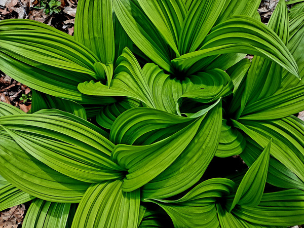 Green False Hellebore Print