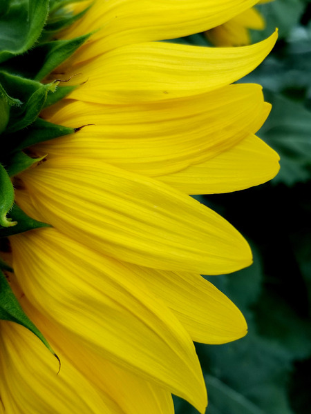 Sunflower Portrait 1 Print