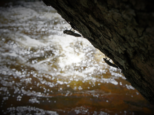 Stonefly Shucks Print