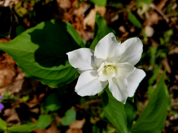Double White Trillium Print