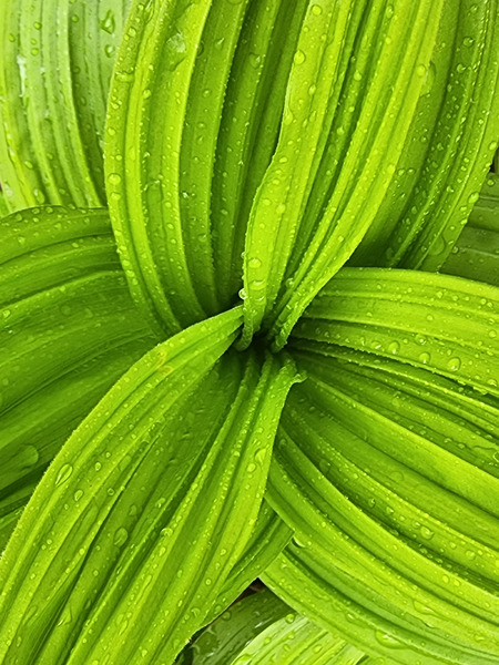 False Hellebore Print