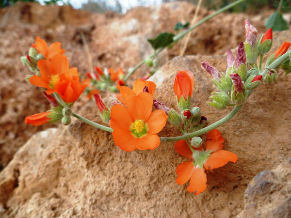 Orange Flowers Print