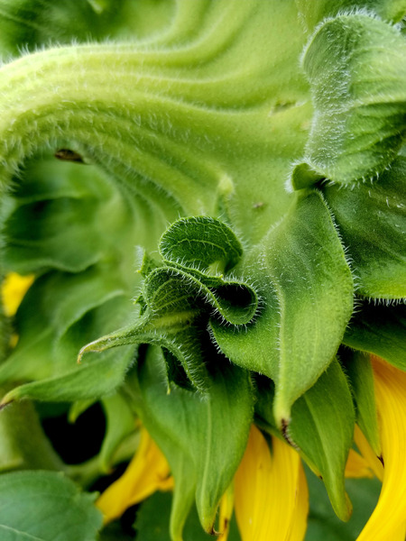 Sunflower Sepals Print