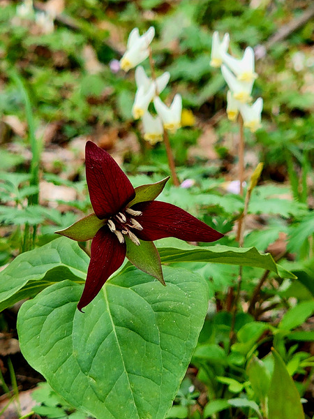 Red Trillium And Dutchmans Breeches Print