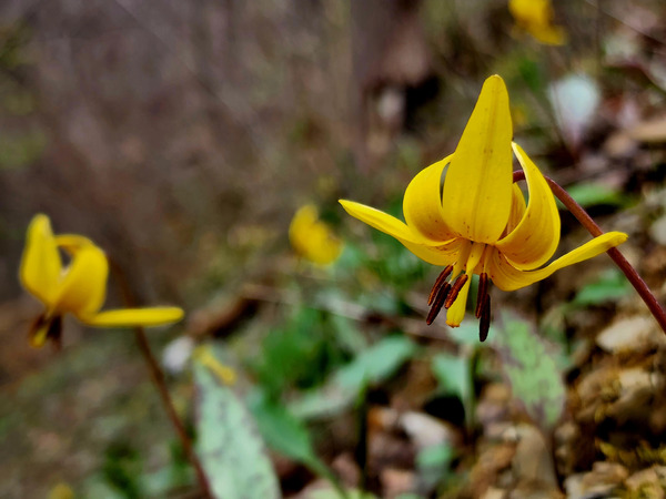 Trout Lilies Print