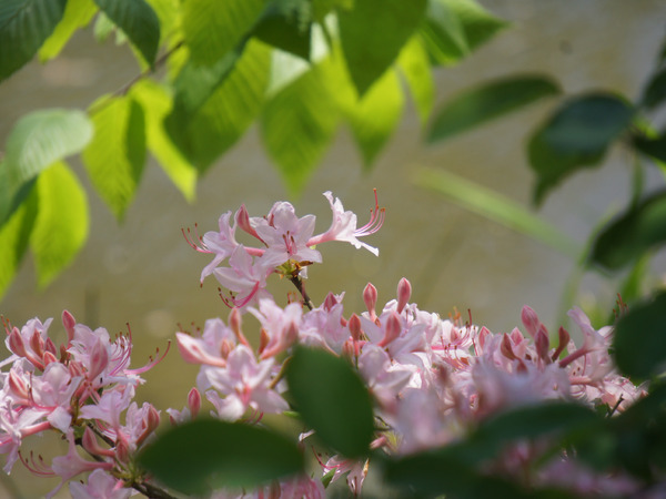 Native Azalea 2 Print