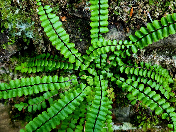 Maidenhair Spleenwort Print