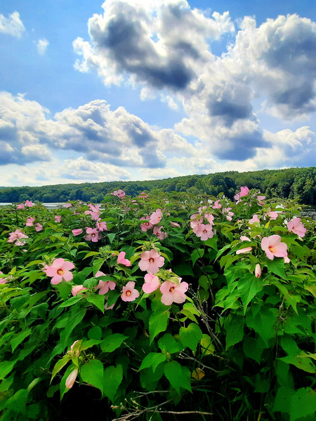 Swamp Mallow At Moraine State Park Print