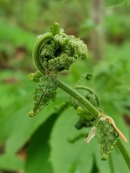 Fiddlehead 1 Print