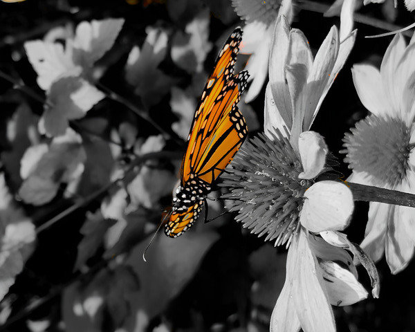 Monarch Butterfly Print