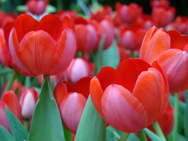 Red Tulips Print