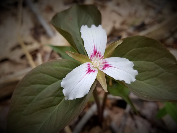 Painted Trillium Print