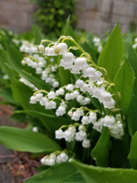 Lily Of The Valley Print