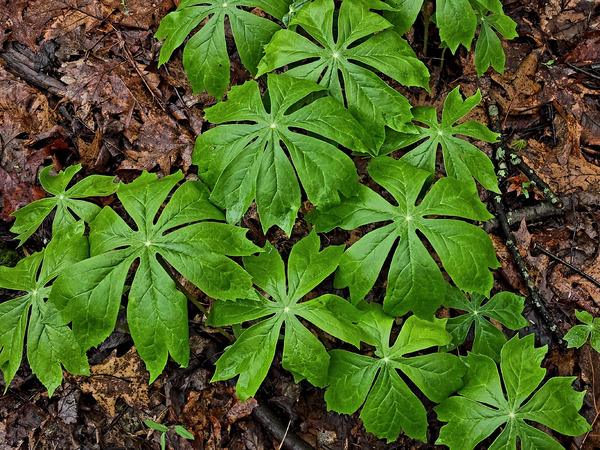 Mayapples Print