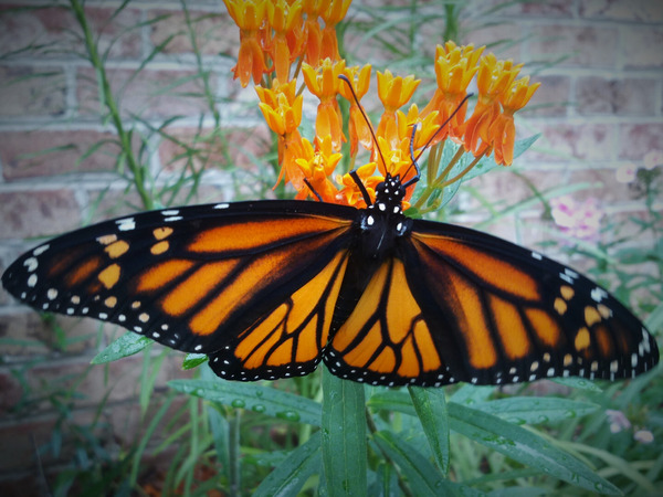 Monarch Female Print