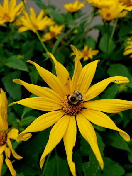 Bumblebee On Helianthus Print