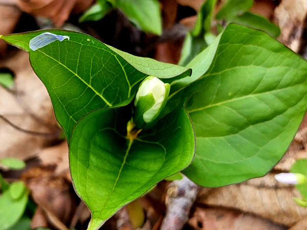 White Trillium Bud 2 Print