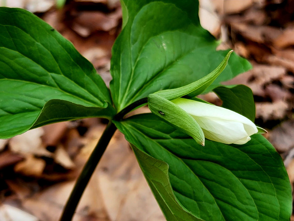 White Trillium Bud Print