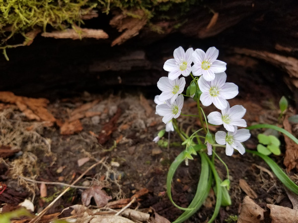 Spring Beauties Print