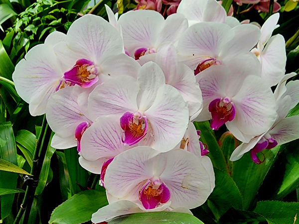 Orchid Cluster Print