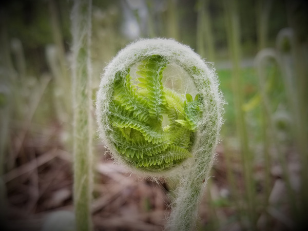 Fiddlehead Print