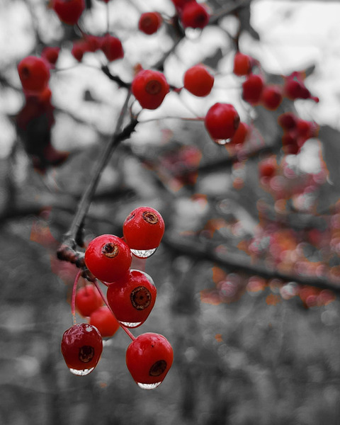 Siberian Crabapple Print