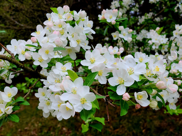 Apple Blossoms Print