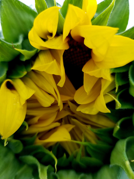 Sunflower Peek Print