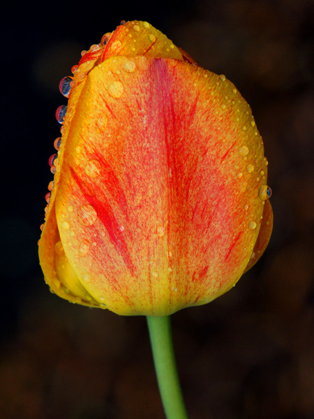 Stunning Tulip Print