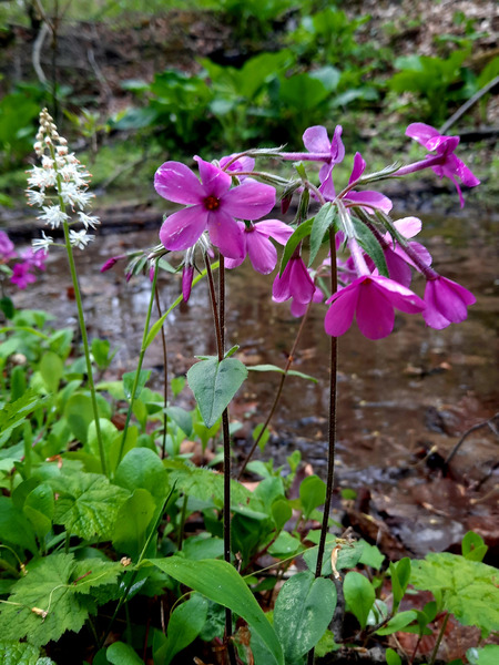 Creeping Phlox Streamside Print