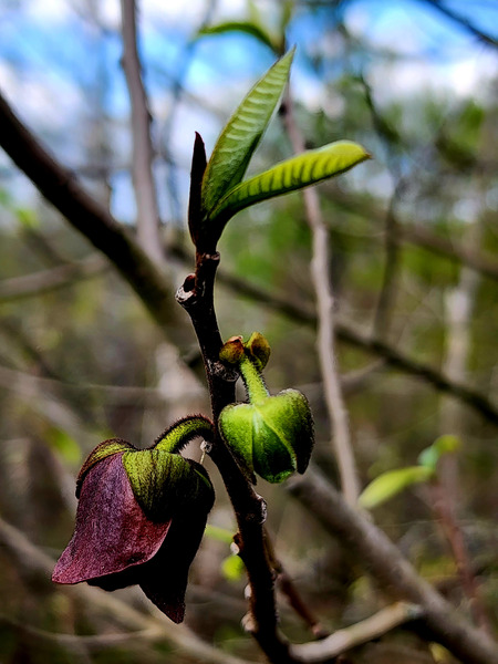 Paw Paw Flower Print