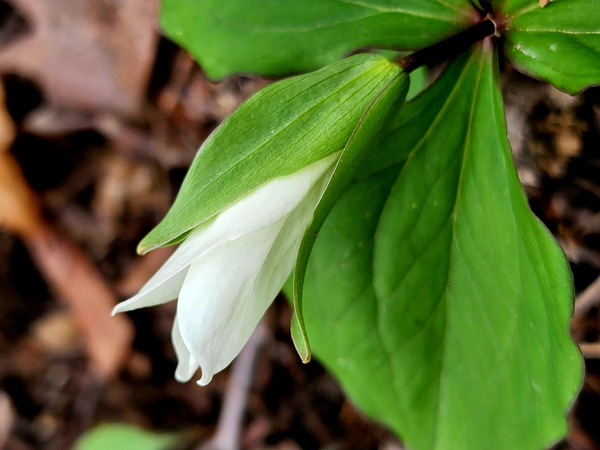 White Trillium Bud 1 Print