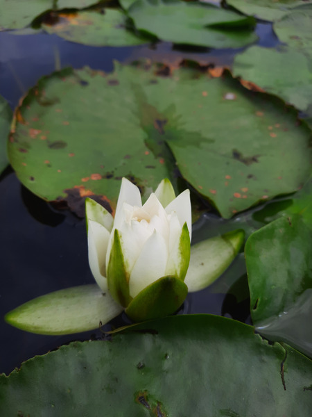Water Lily Print