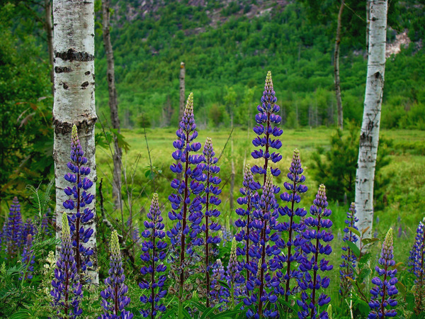Maine Lupines Print