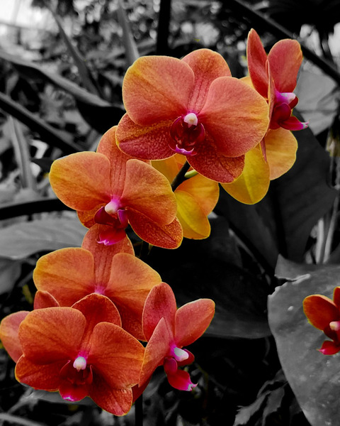 Orchids 4 Print
