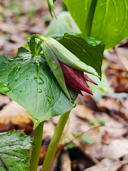 Red Trillium Bud Print