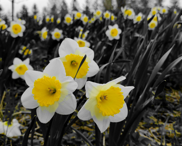 Daffodils  Print