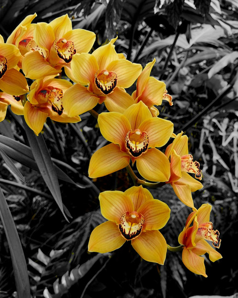 Orchids 3 Print